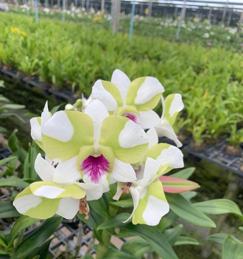 泰国白洋兰的花语有哪些？有何特别之处？