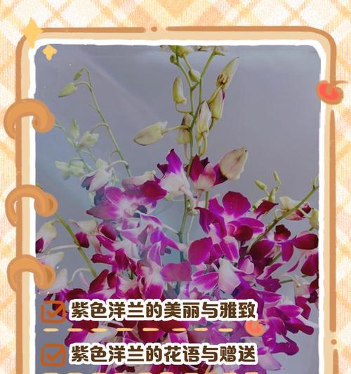 泰国白洋兰的花语有哪些？有何特别之处？