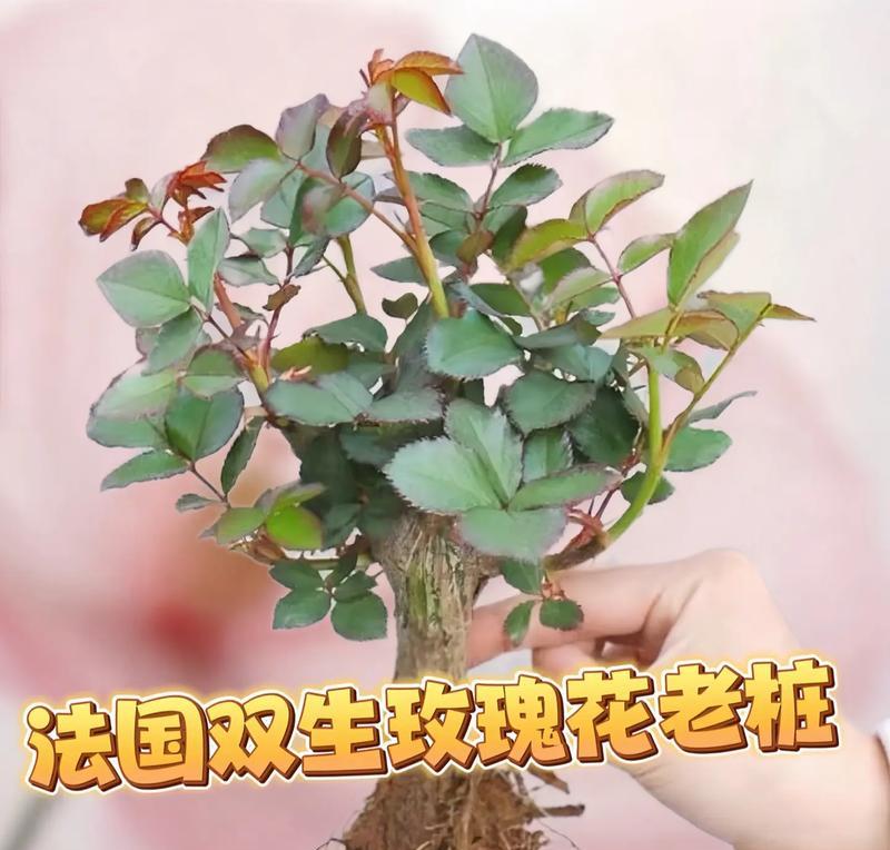 奶粉玫瑰花花语是什么？奶粉玫瑰花代表了什么？