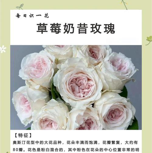 奶粉玫瑰花花语是什么？奶粉玫瑰花代表了什么？