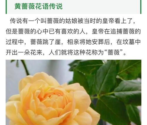 蔷薇花花语签名是什么意思？蔷薇花的花语有哪些？