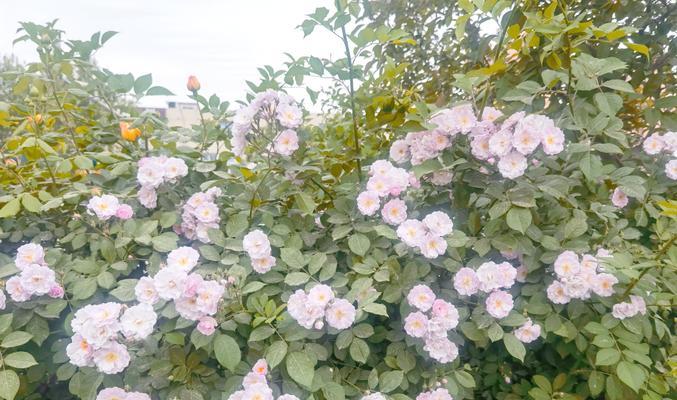 蔷薇花花语签名是什么意思？蔷薇花的花语有哪些？