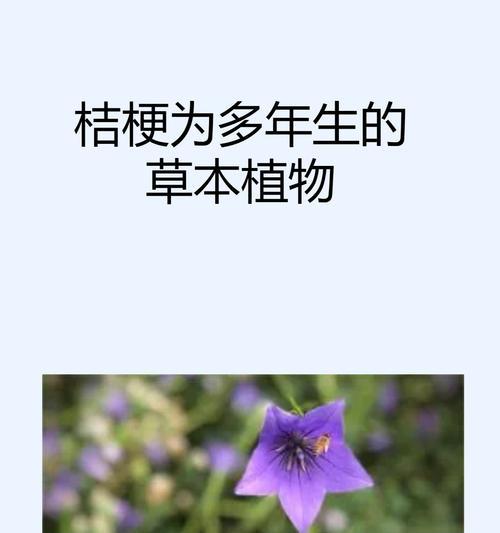 多头绿桔梗花语是什么？多头绿桔梗代表了什么？