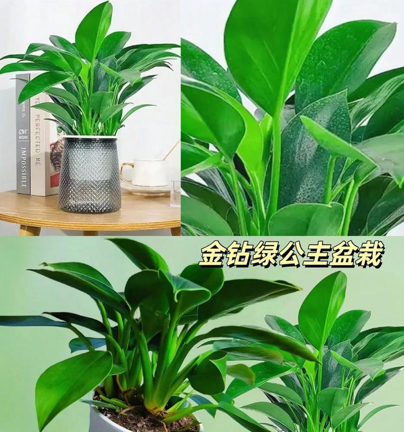 金钻寓意及花语是什么？金钻的花语有哪些？
