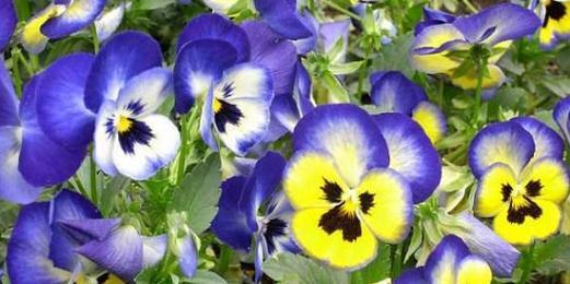 花的类别及花语是什么？花的类别有哪些？