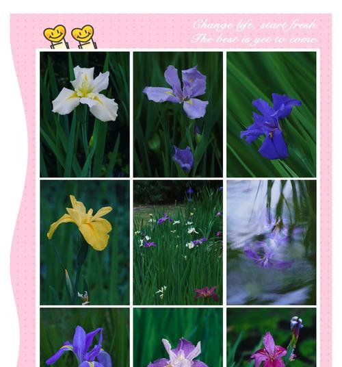 时间花的花语是什么？时间花代表了什么？