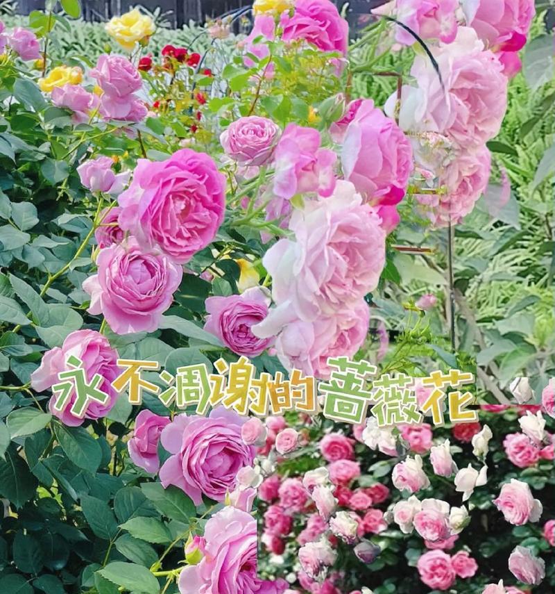 时间花的花语是什么？时间花代表了什么？
