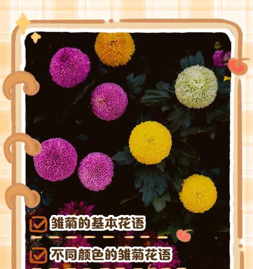 喜欢邹菊的花语是什么？邹菊的花语有哪些？