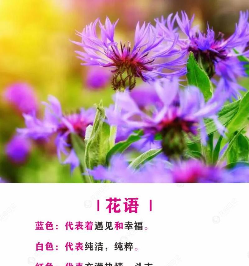 喜欢邹菊的花语是什么？邹菊的花语有哪些？