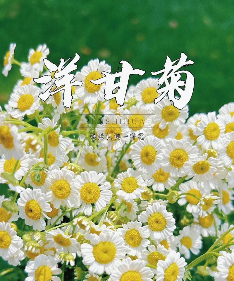 喜欢邹菊的花语是什么？邹菊的花语有哪些？