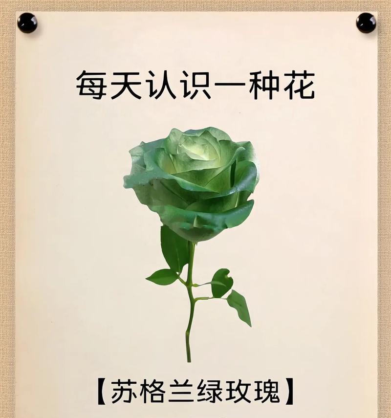 紫色扁竹兰花语是什么？扁竹兰的花语有哪些？