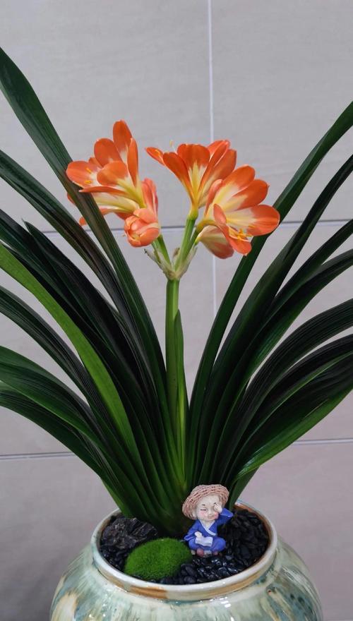 花语为思想的花有哪些？思想的花代表了什么？