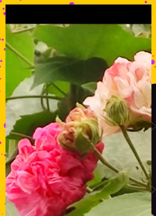花语为思想的花有哪些？思想的花代表了什么？