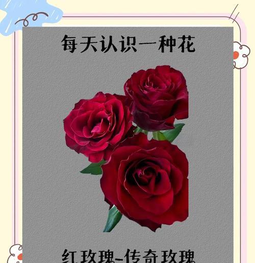 红玫瑰单支花语是什么？单支红玫瑰代表了什么？