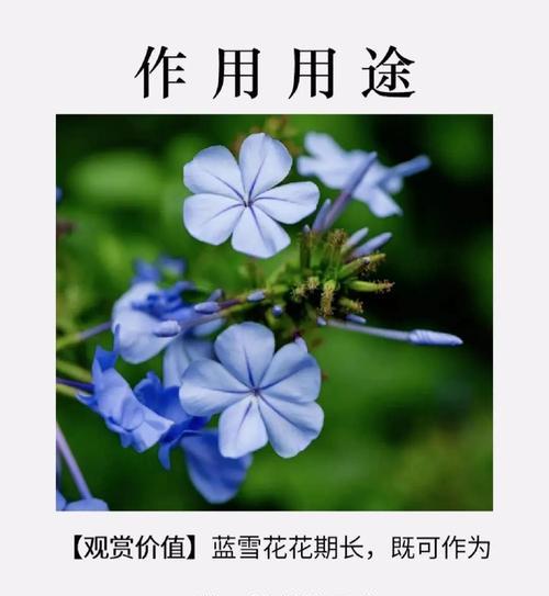 盆栽蓝雪花花语是什么？蓝雪花的花语有哪些？