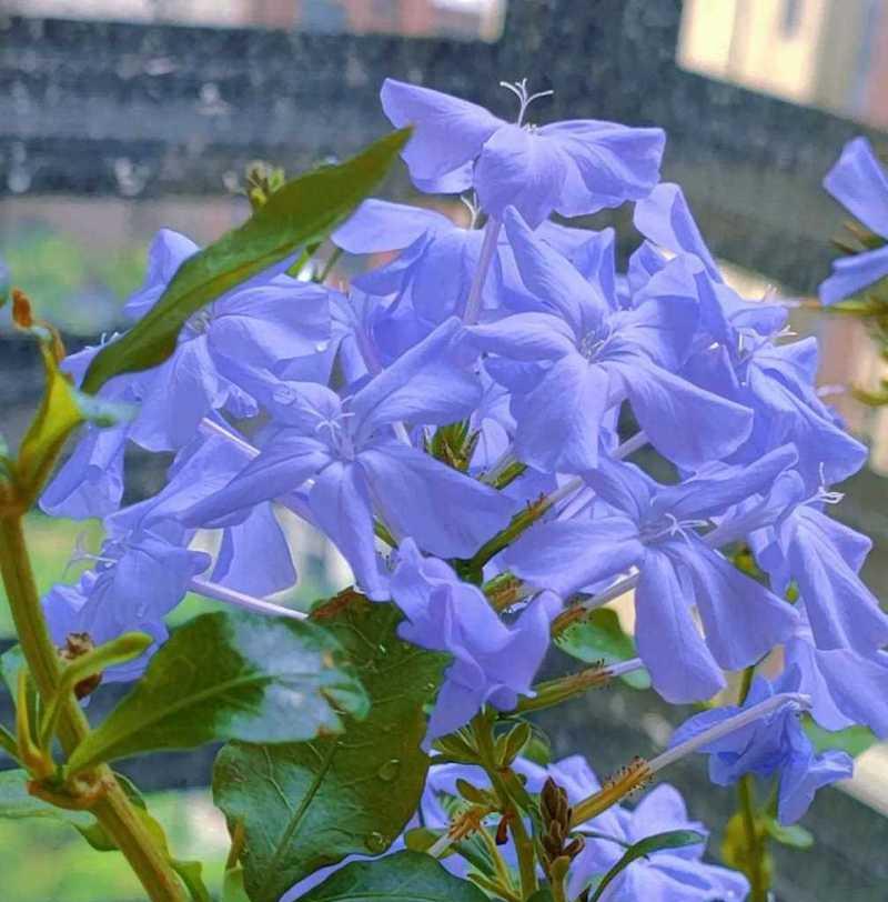 盆栽蓝雪花花语是什么？蓝雪花的花语有哪些？