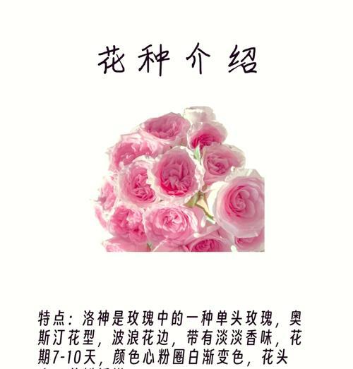粉粉色玫瑰花语是什么？粉粉色玫瑰代表了什么？