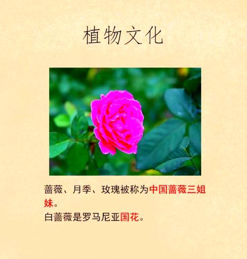 蔷薇花花语解释是什么？蔷薇花的花语有哪些？