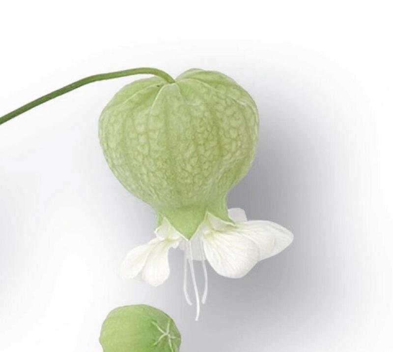 白玉草花的花语是什么？白玉草花代表了什么？