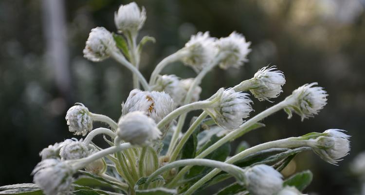 雪绒花花语故事是什么？雪绒花的花语有哪些？