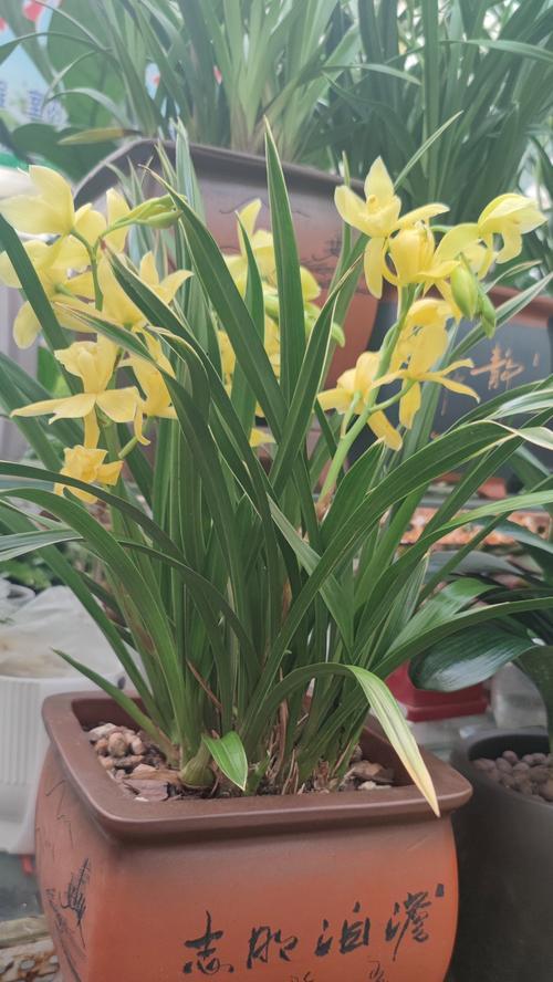 兰花花语及传说是什么？兰花的花语有哪些？