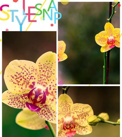 兰花花语及传说是什么？兰花的花语有哪些？