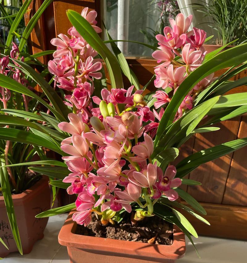 兰花花语及传说是什么？兰花的花语有哪些？
