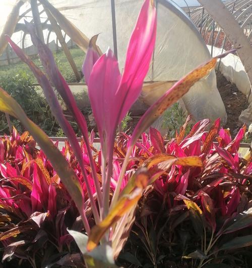 红叶朱蕉的花语代表什么？养护技巧有哪些？