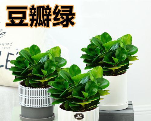 轮叶豆瓣绿花语是什么意思？如何进行繁殖？