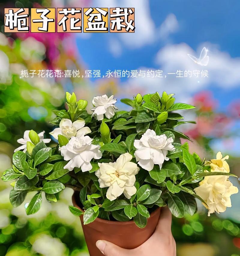 栀子花花语解析是怎样的？栀子花的象征意义是什么？