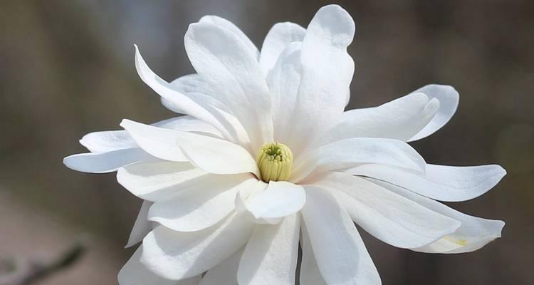 花语是逝去的花代表什么？如何表达哀悼之情？