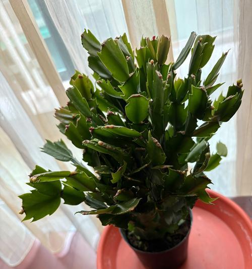 蟹爪兰白色花语有何特别之处？养护要点是什么？