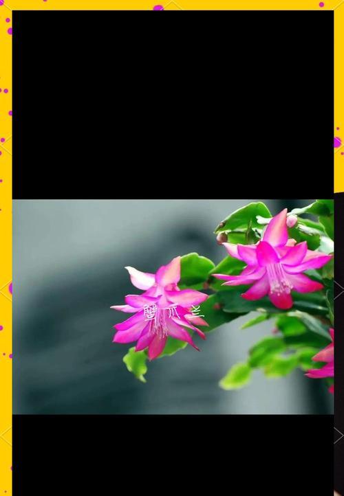 蟹爪兰白色花语有何特别之处？养护要点是什么？