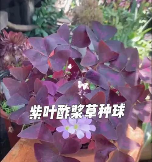 紫叶花语及寓意是什么？紫叶植物的养护技巧有哪些？