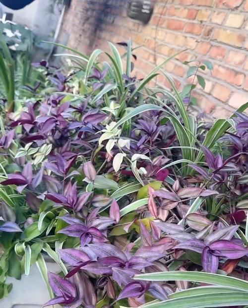 紫叶花语及寓意是什么？紫叶植物的养护技巧有哪些？