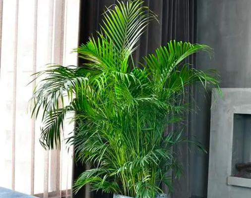 散尾葵花朵花语是什么？散尾葵的养殖方法有哪些？