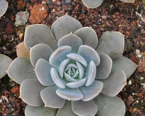 美丽石莲花花语是什么？如何欣赏石莲花之美？