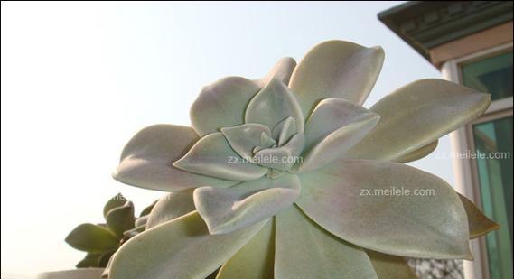 美丽石莲花花语是什么？如何欣赏石莲花之美？
