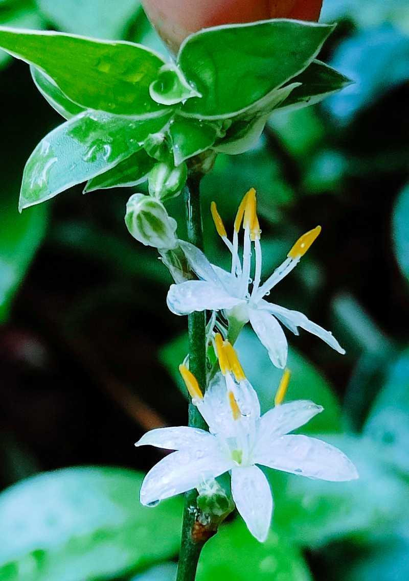 花语是严谨的树有哪些？如何通过花语表达严谨态度？