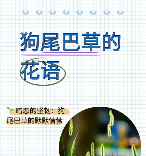 花语是严谨的树有哪些？如何通过花语表达严谨态度？