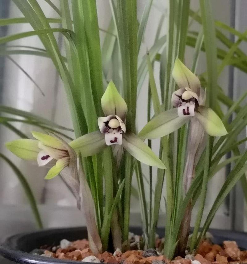 白兰草花的花语是什么？有哪些特别含义？