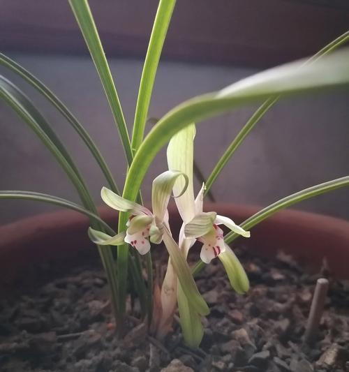 白兰草花的花语是什么？有哪些特别含义？