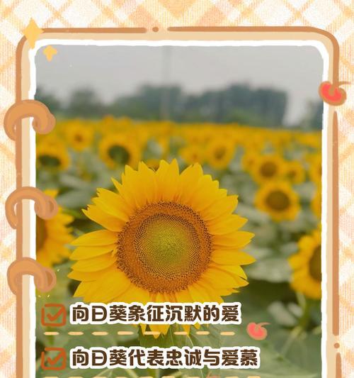 向日葵龙胆花语有何深意？它们象征着什么？