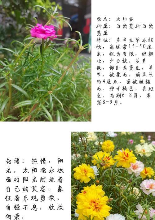 向日葵龙胆花语有何深意？它们象征着什么？