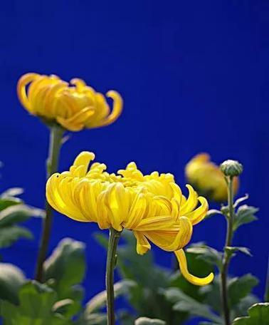 矢菊花语是什么意思？它在花语中代表什么？