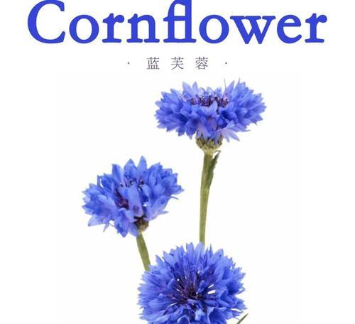 矢菊花语是什么意思？它在花语中代表什么？