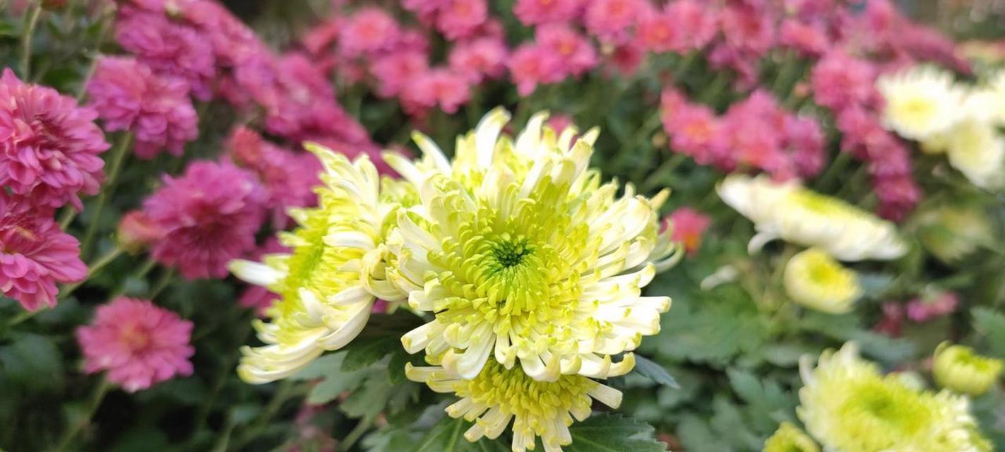 矢菊花语是什么意思？它在花语中代表什么？