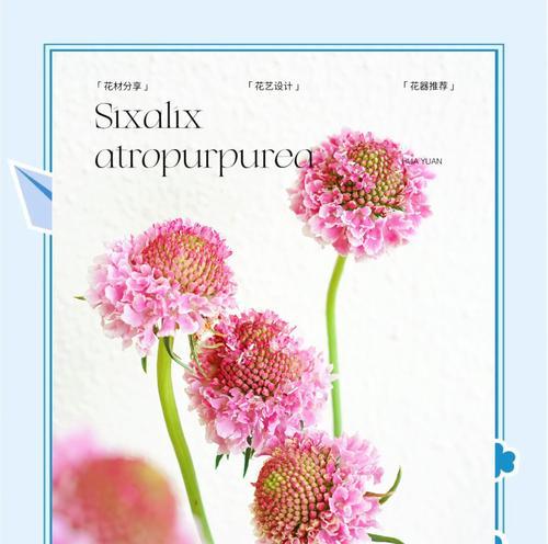 松虫草花的花语有何寓意？它象征着什么？