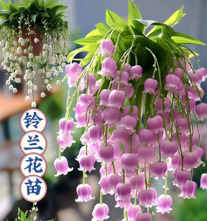 铃兰花花语传说有哪些？它背后的故事是什么？