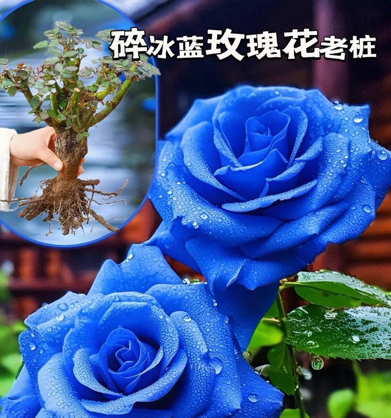 蓝色天星的花语是什么？它代表了什么含义？
